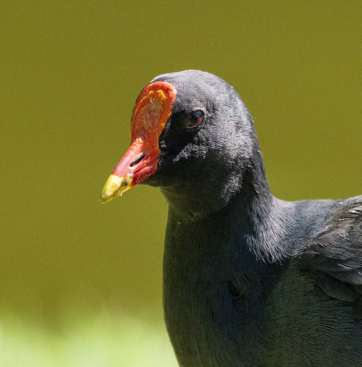 Dusky Moorhen - ML647289938