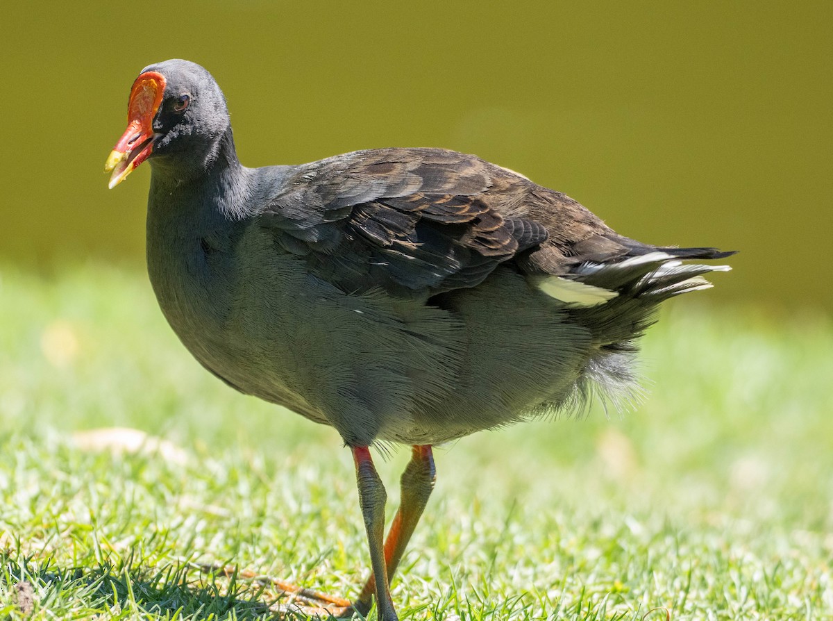 Dusky Moorhen - ML647289939