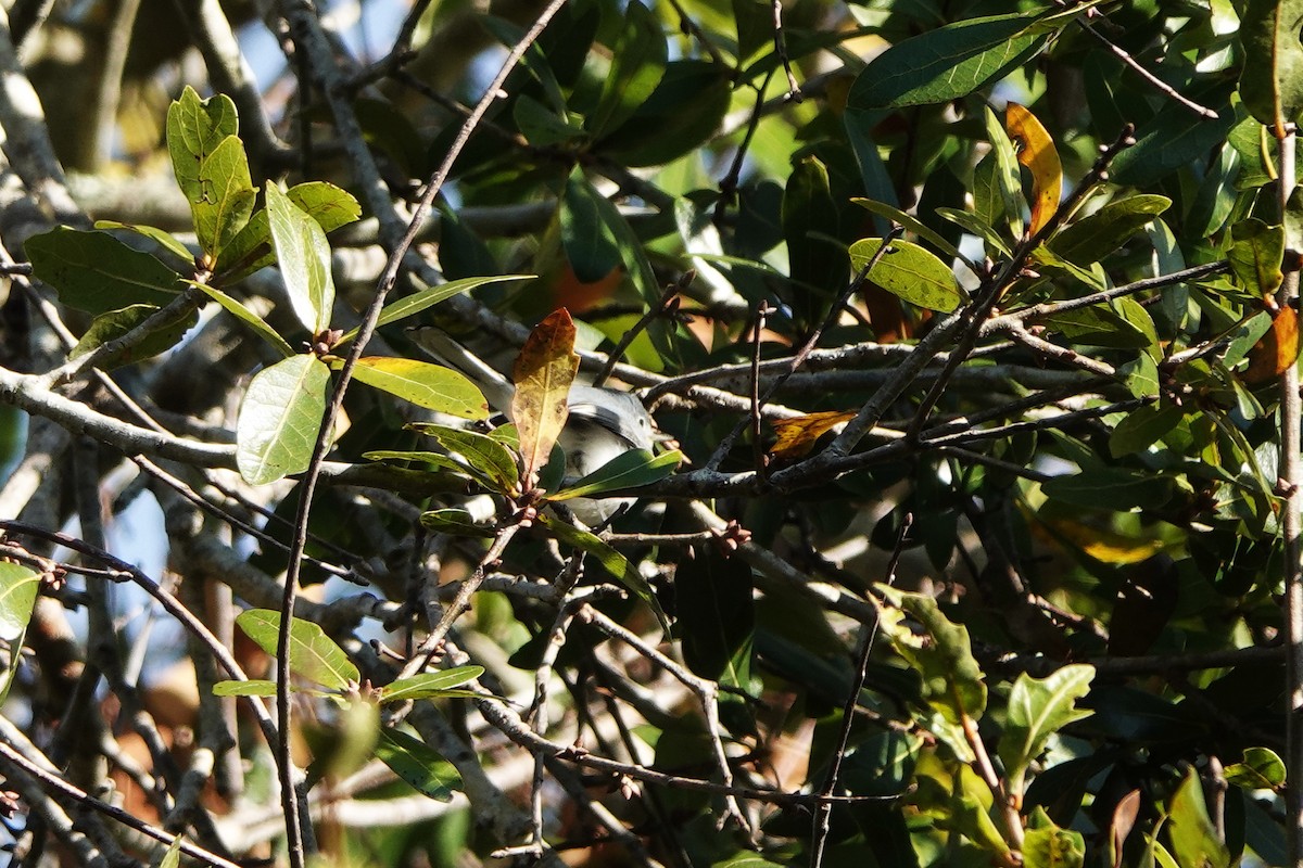 Голубая комароловка - ML647289950