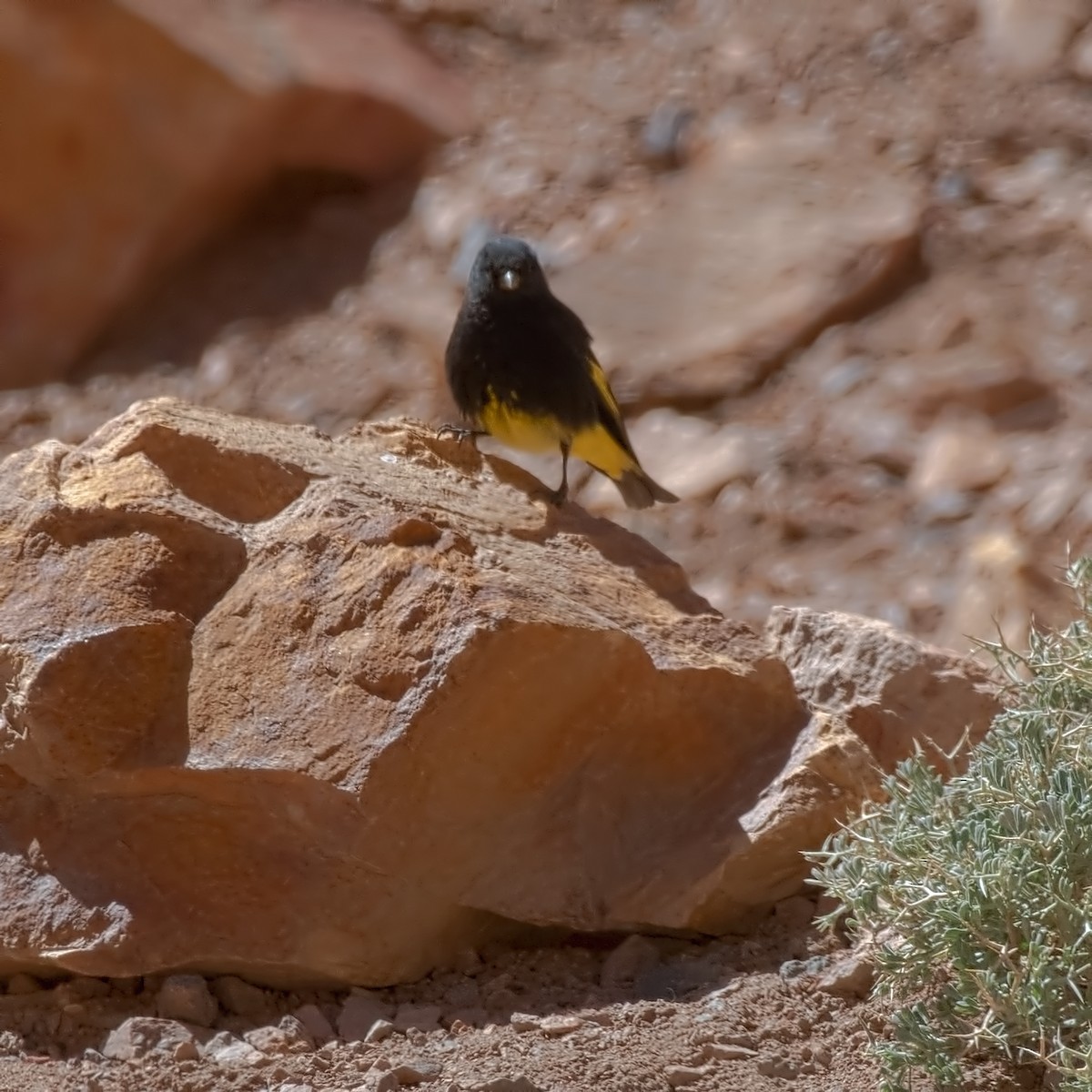 Schwarzzeisig - ML647289952