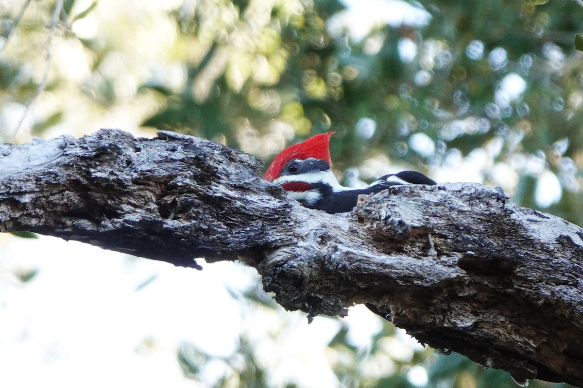 エボシクマゲラ - ML647289955