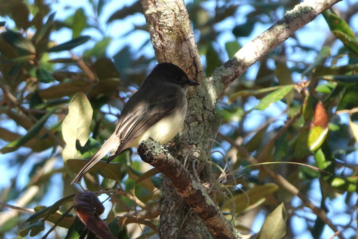 Eastern Phoebe - ML647289958