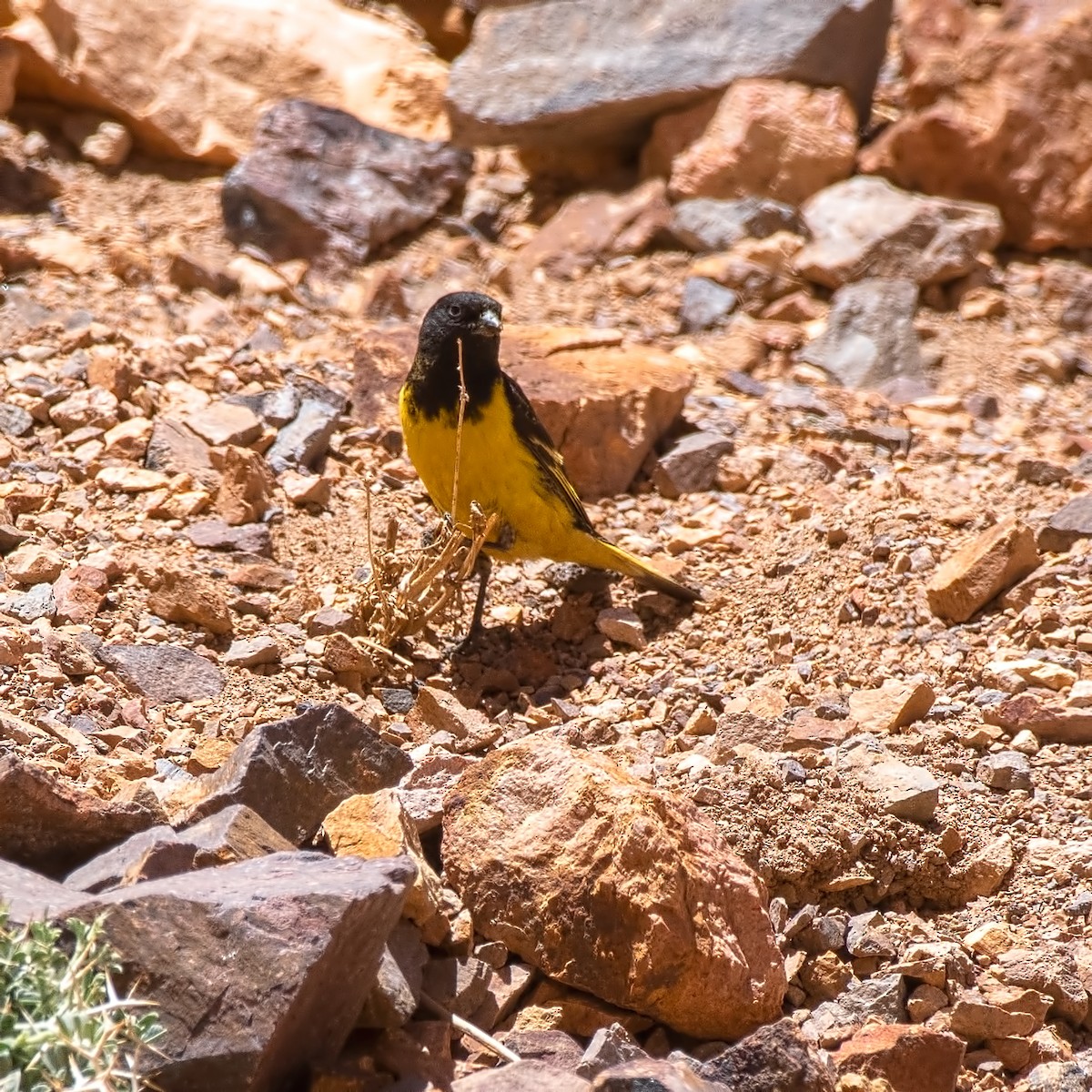 Kordillerenzeisig - ML647289959