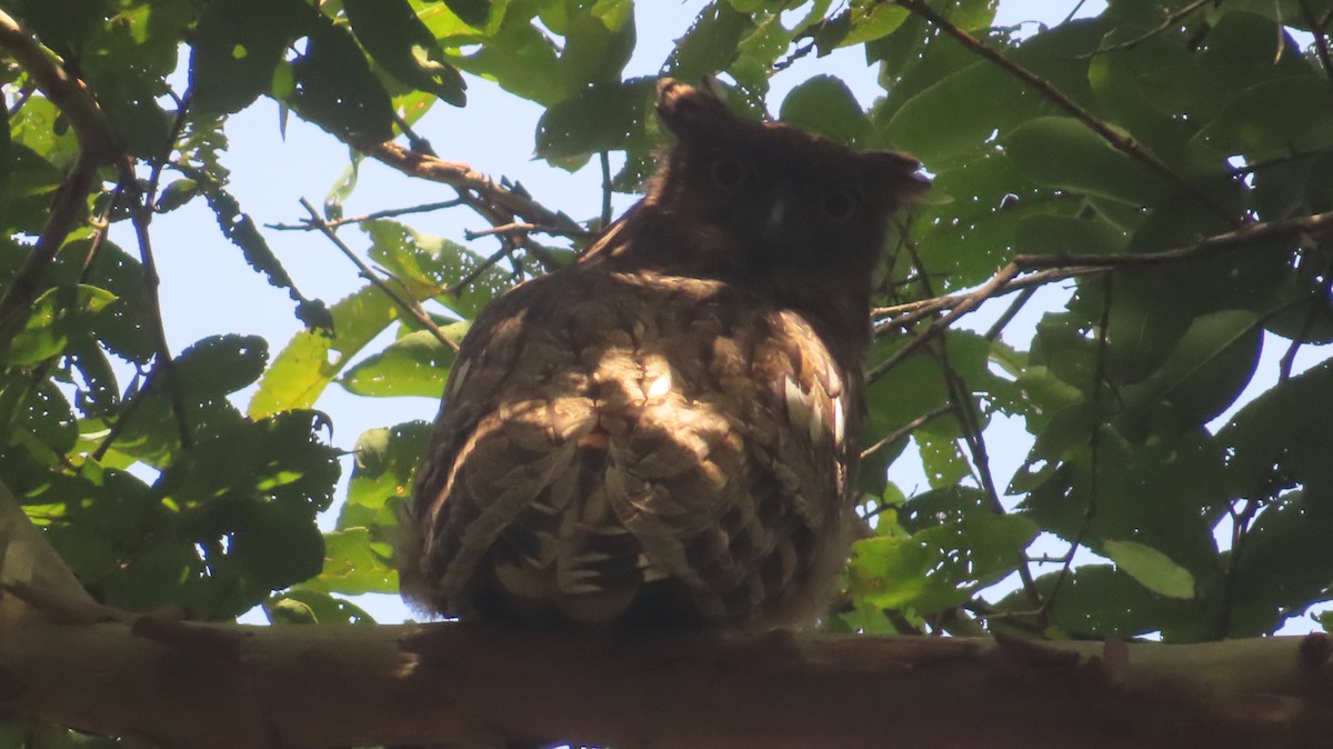 Búho Pescador de Sri Lanka - ML647289962