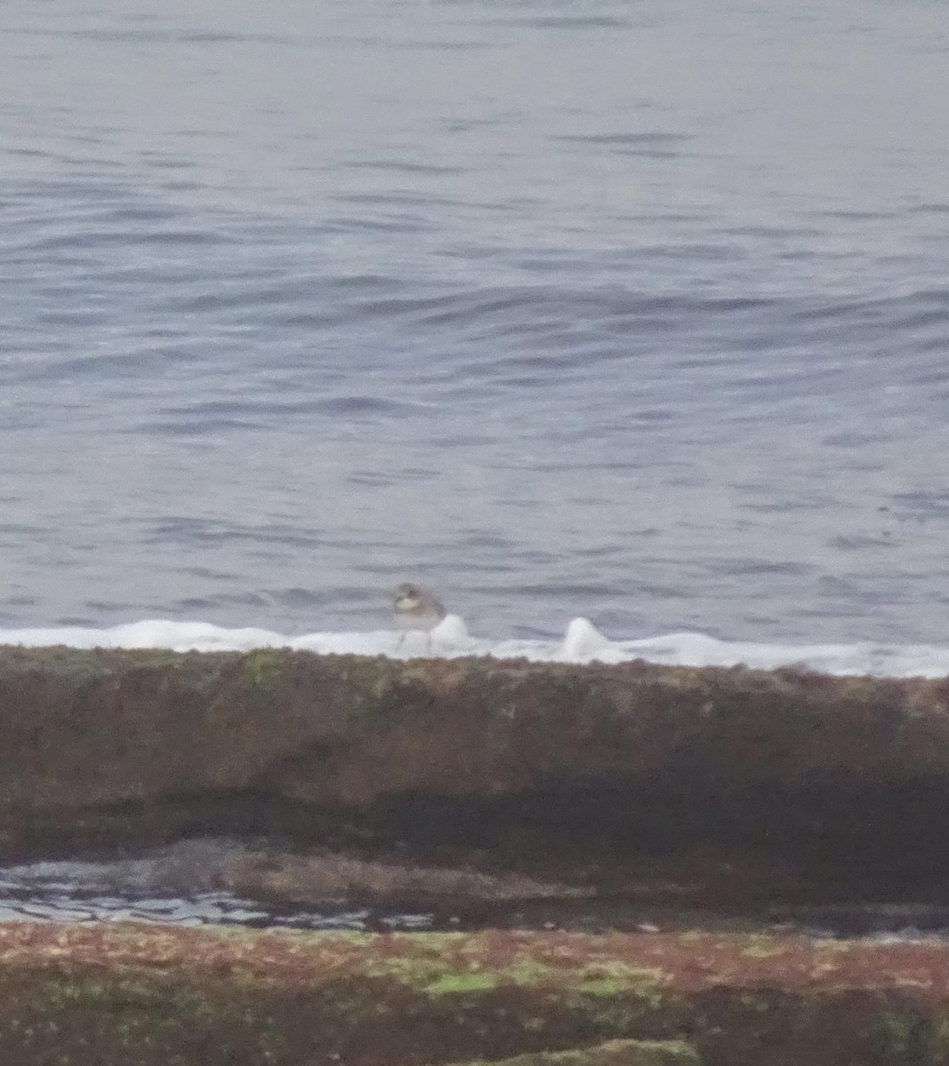 Kentish Plover - ML647289968