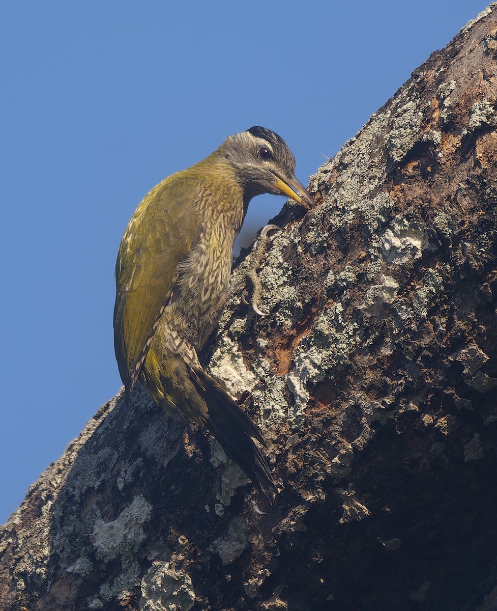 Streak-throated Woodpecker - ML647289971