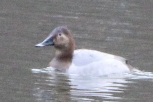 Canvasback - ML647289981