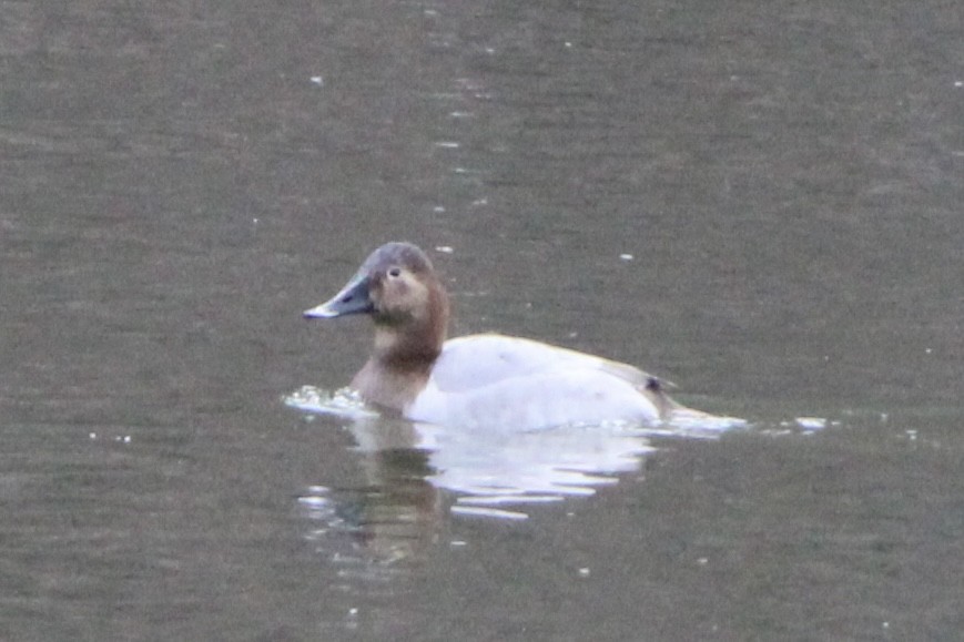 Canvasback - ML647289982