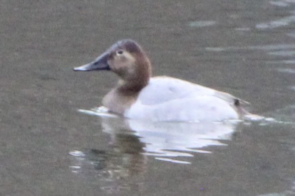 Canvasback - ML647289983