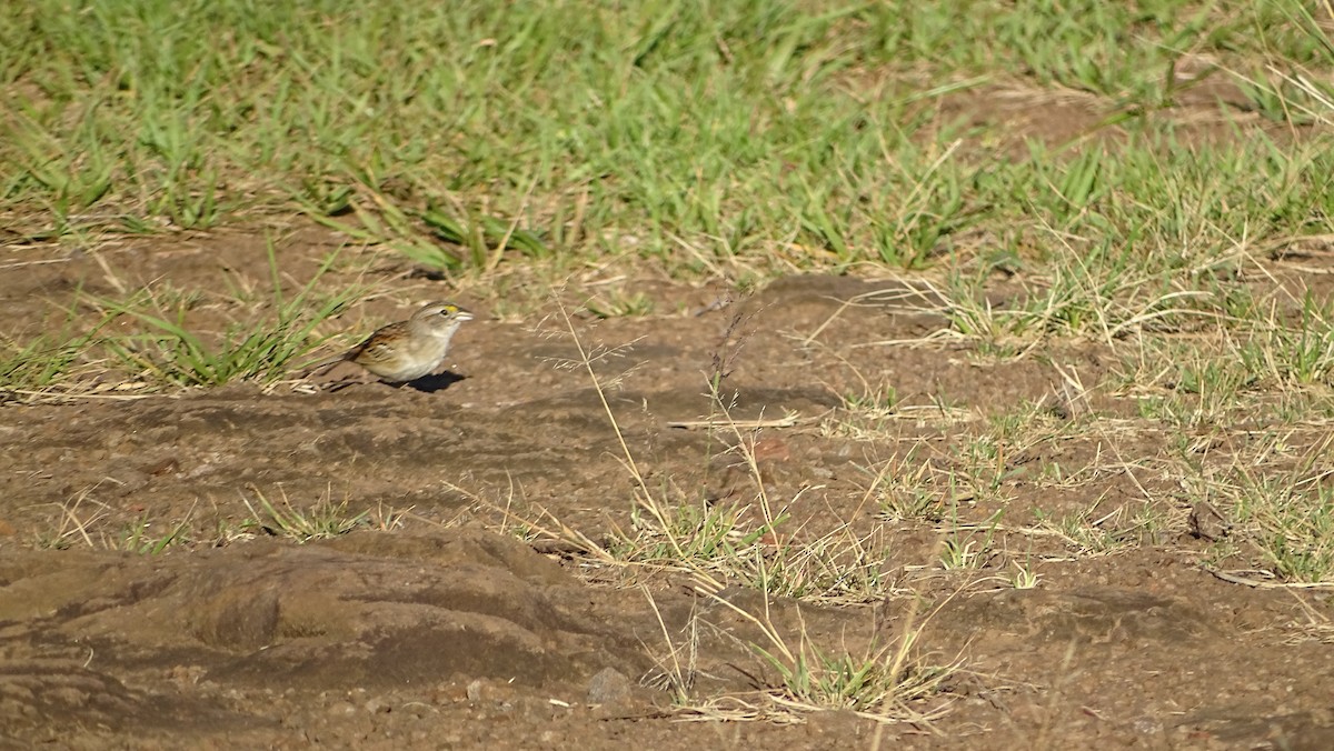 Grassland Sparrow - ML647289985
