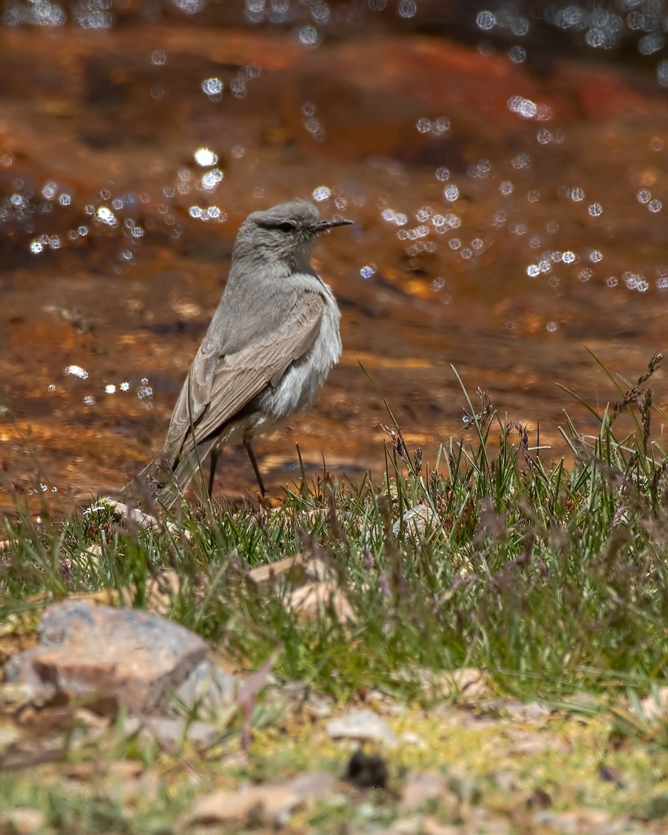 Graubraun-Grundtyrann - ML647289986