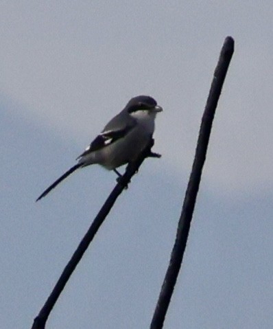 Iberian Gray Shrike - ML647289992