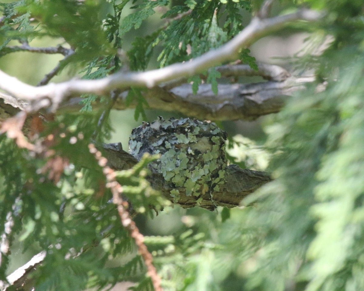 Ruby-throated Hummingbird - ML647289996