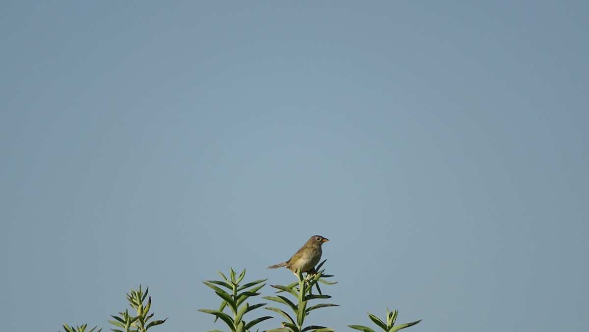 Wedge-tailed Grass-Finch - ML647290008