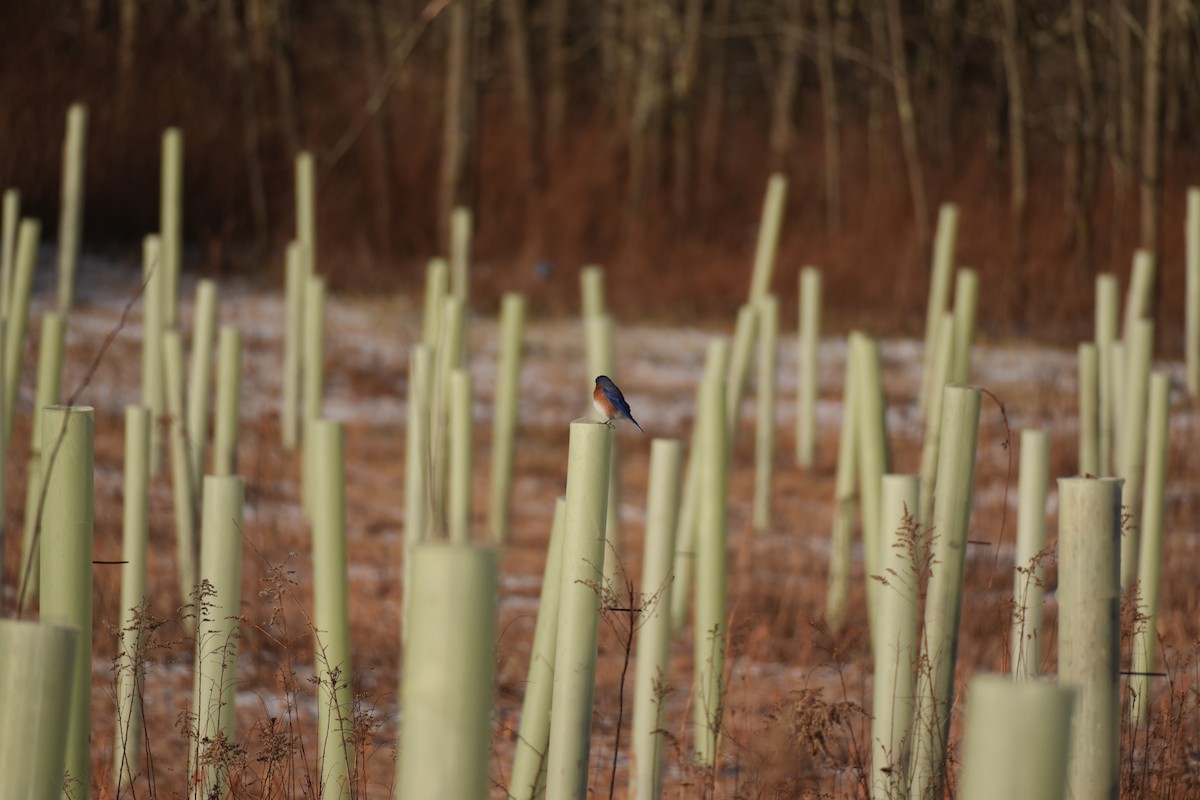 Azulejo Oriental - ML647290009