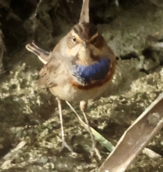 Bluethroat (White-spotted) - ML647290016