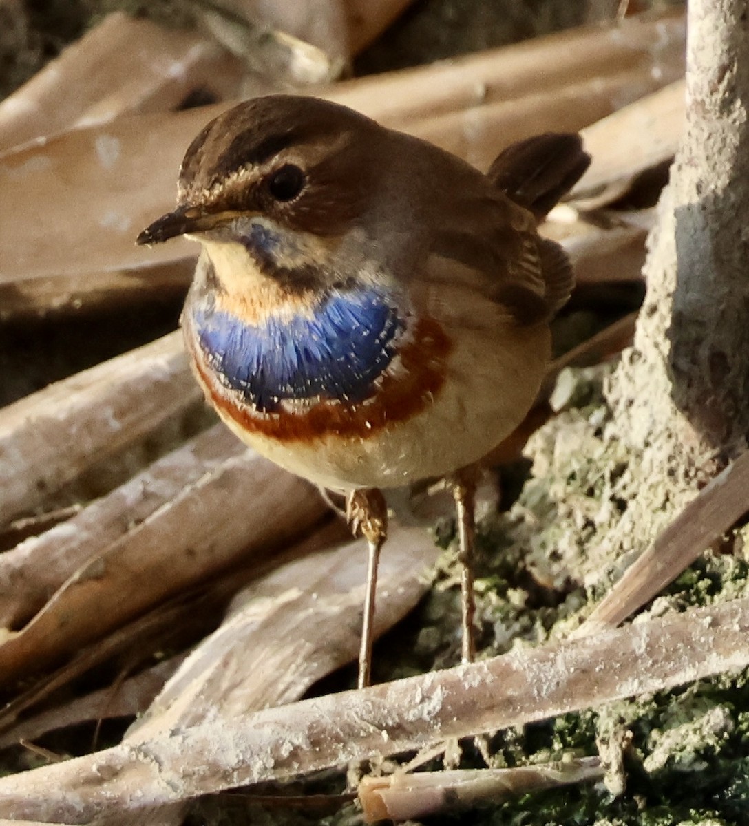 Bluethroat (White-spotted) - ML647290017