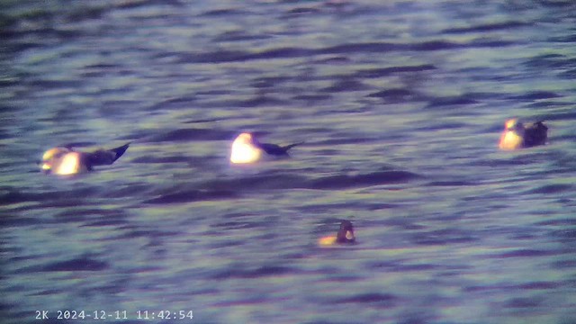 polák vlnkovaný - ML647290018