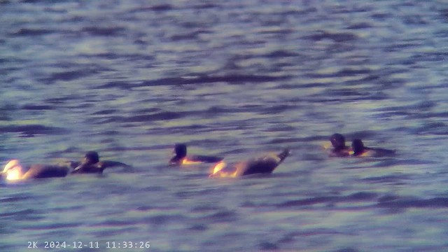 צולל בינוני - ML647290020