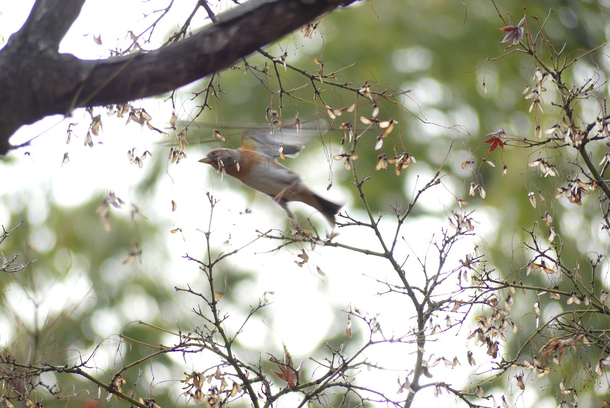 В'юрок - ML647290022