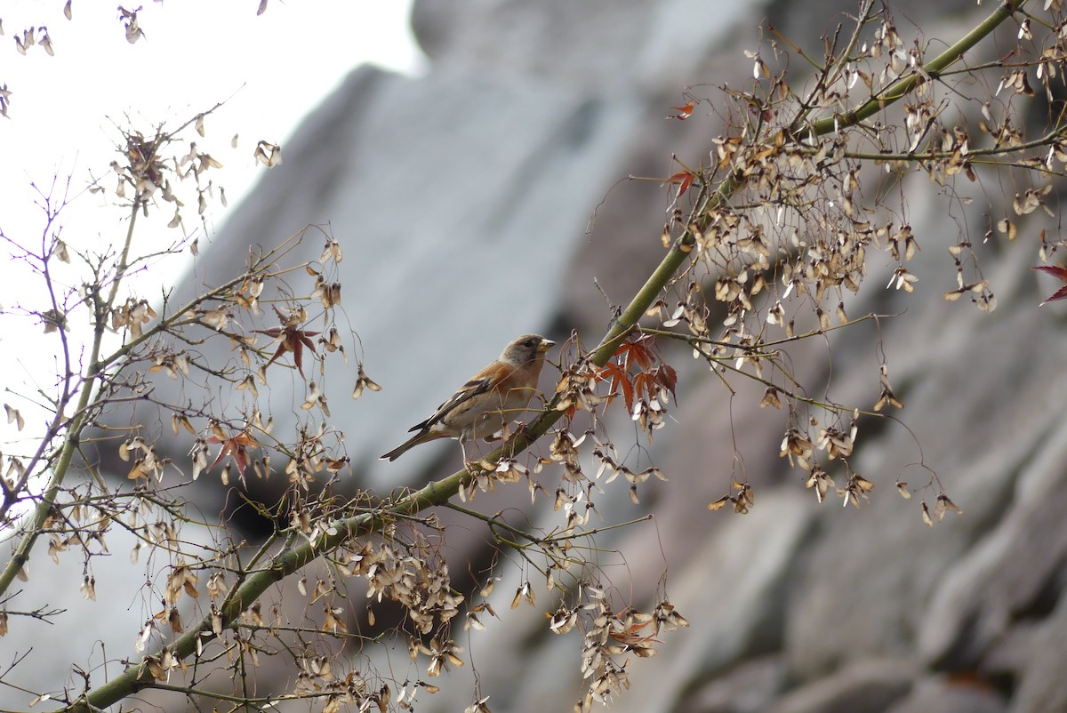 В'юрок - ML647290023