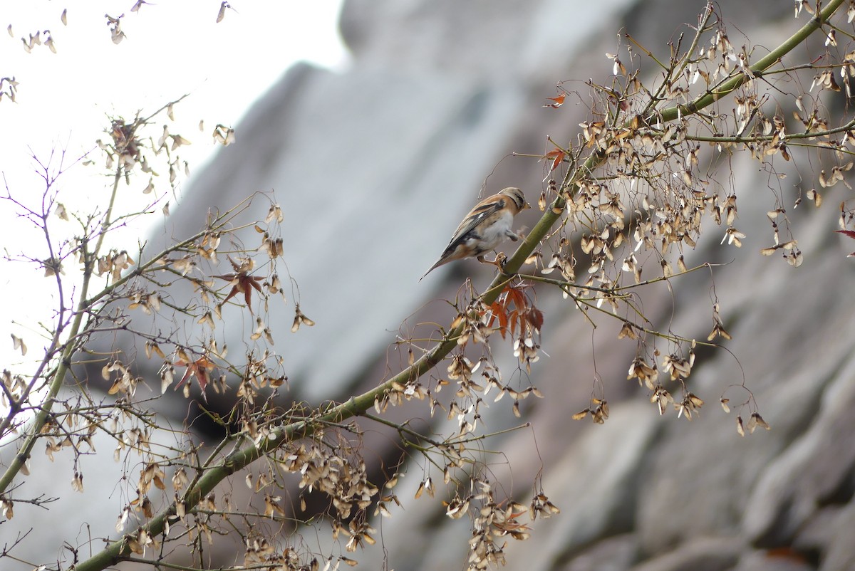 В'юрок - ML647290024