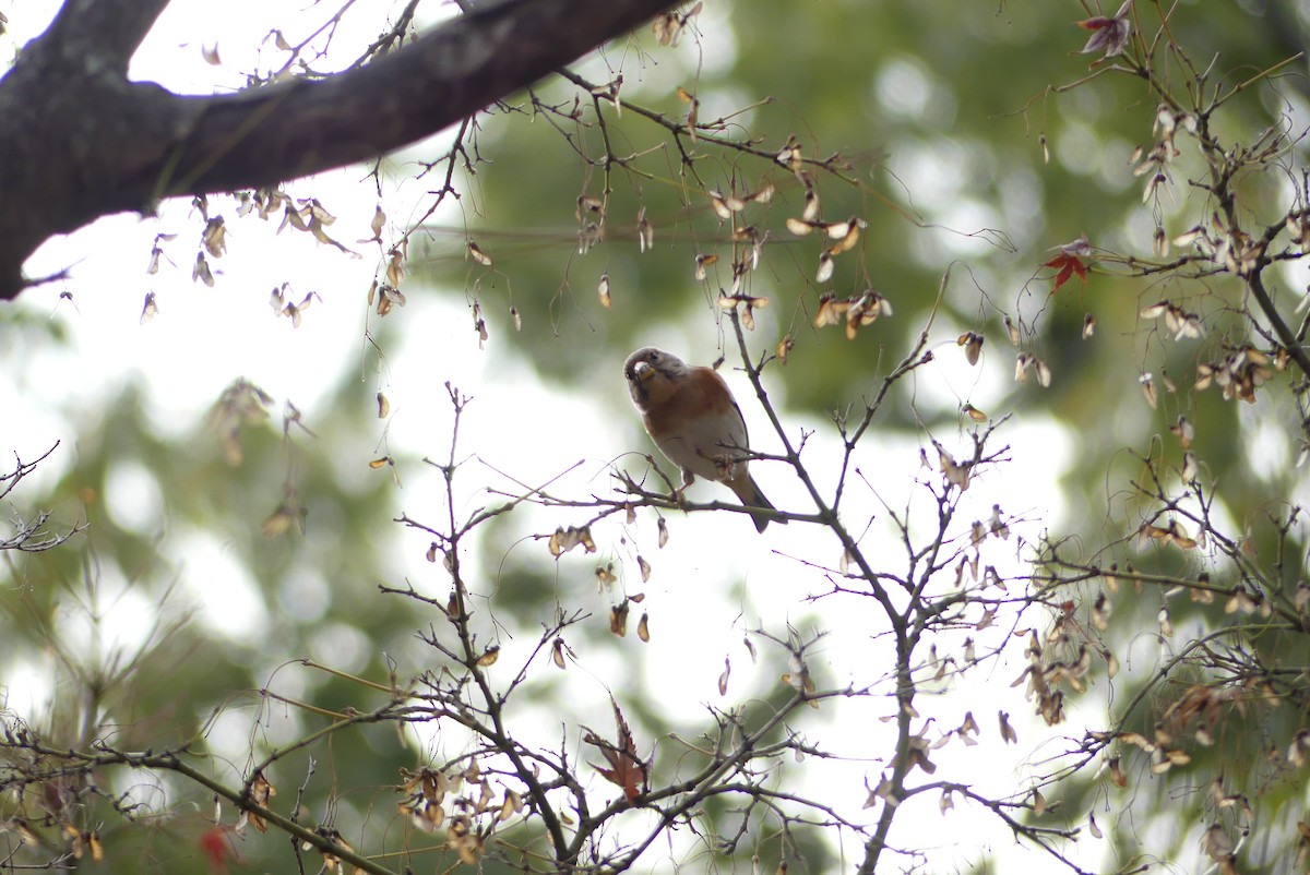 В'юрок - ML647290025