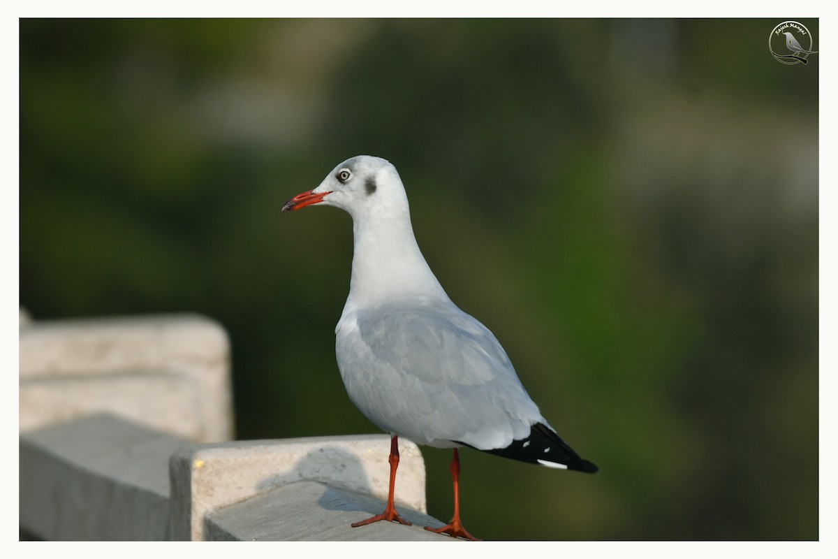 Буроголовая чайка - ML647290028