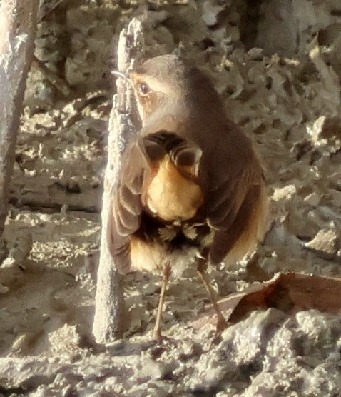Bluethroat (White-spotted) - ML647290030