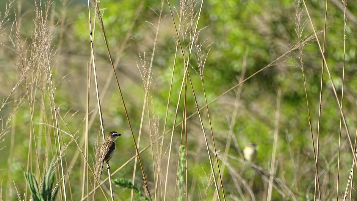 Sharp-tailed Tyrant - ML647290031