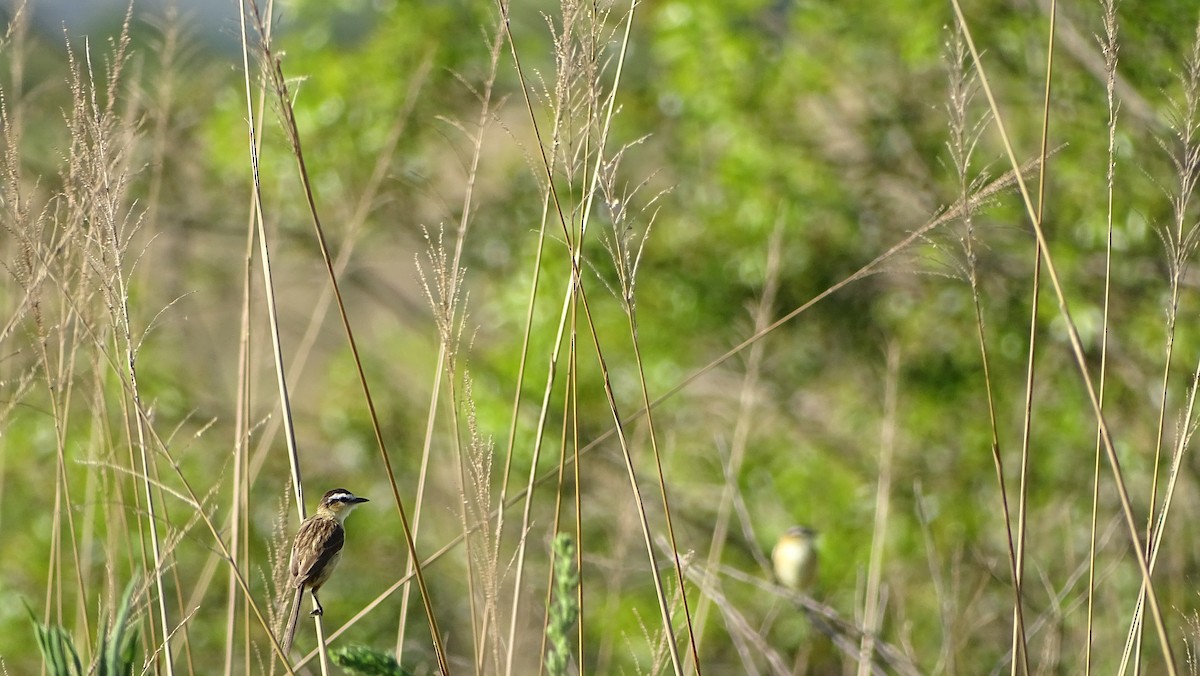 Sharp-tailed Tyrant - ML647290037
