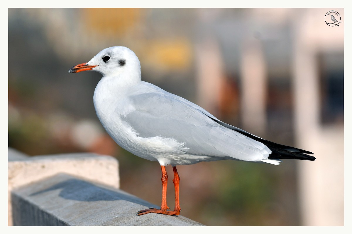 Black-headed Gull - ML647290038