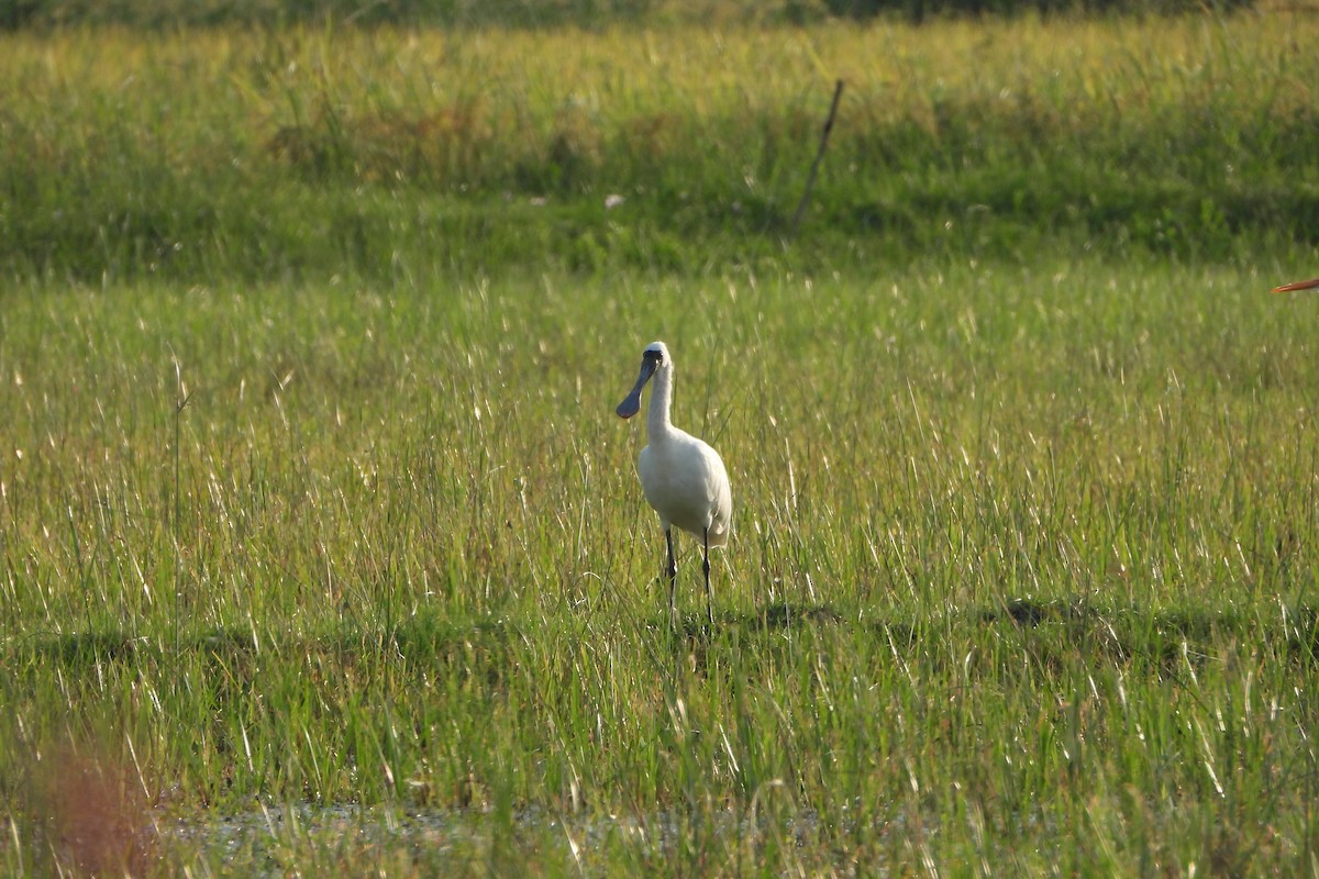 Black-faced Spoonbill - ML647290045