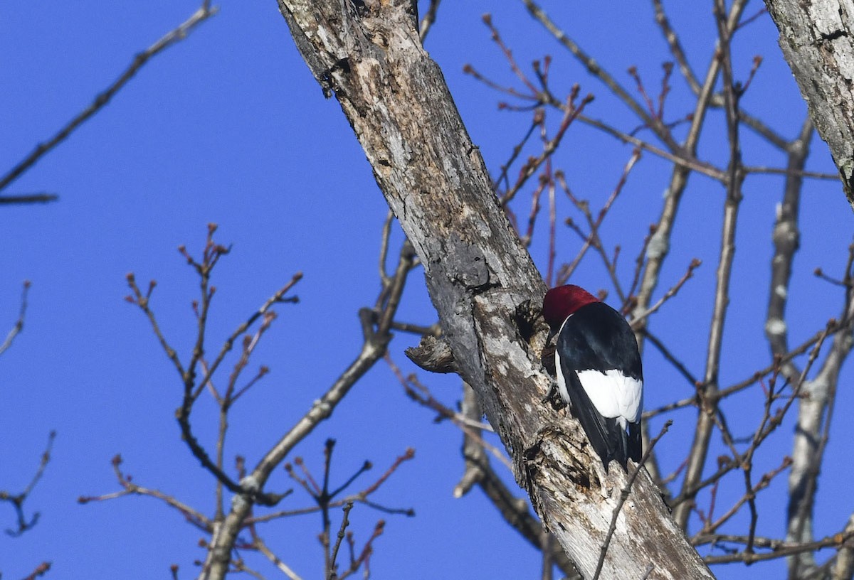 Гіла червоноголова - ML647290051