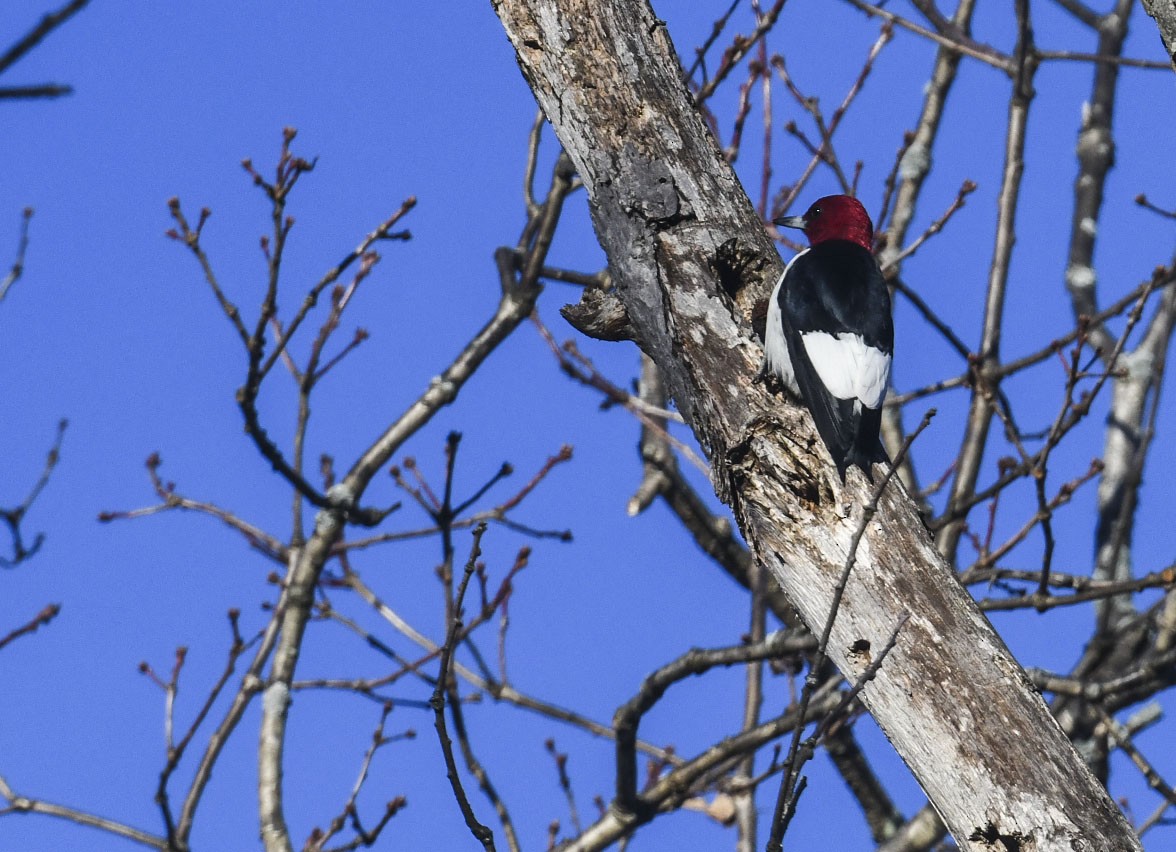 Гіла червоноголова - ML647290052