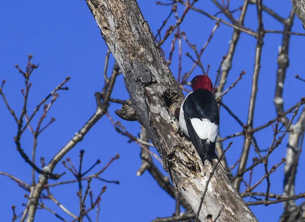 Гіла червоноголова - ML647290053