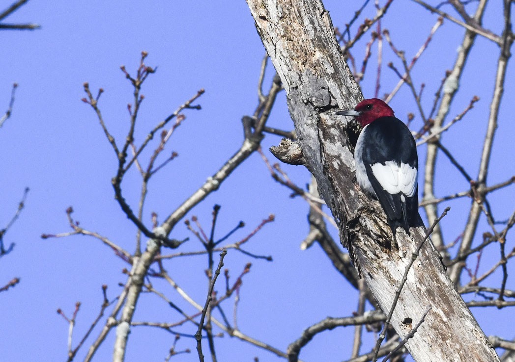 Гіла червоноголова - ML647290054