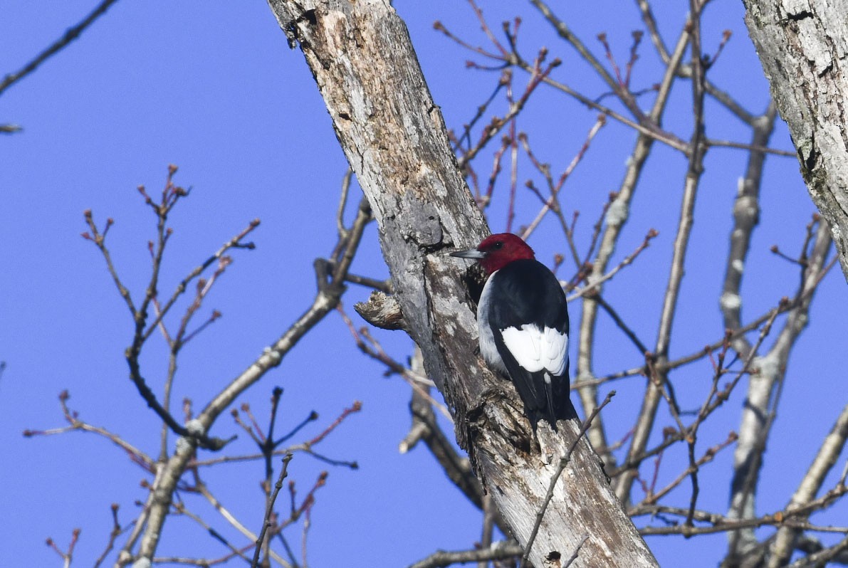 Гіла червоноголова - ML647290055