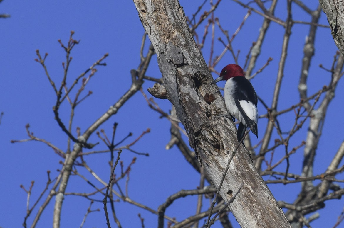 Гіла червоноголова - ML647290056
