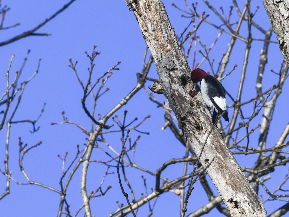 Гіла червоноголова - ML647290057