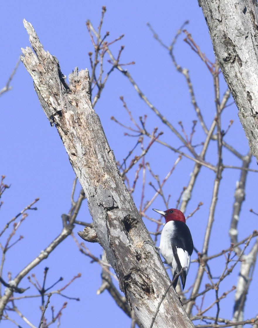 Гіла червоноголова - ML647290058