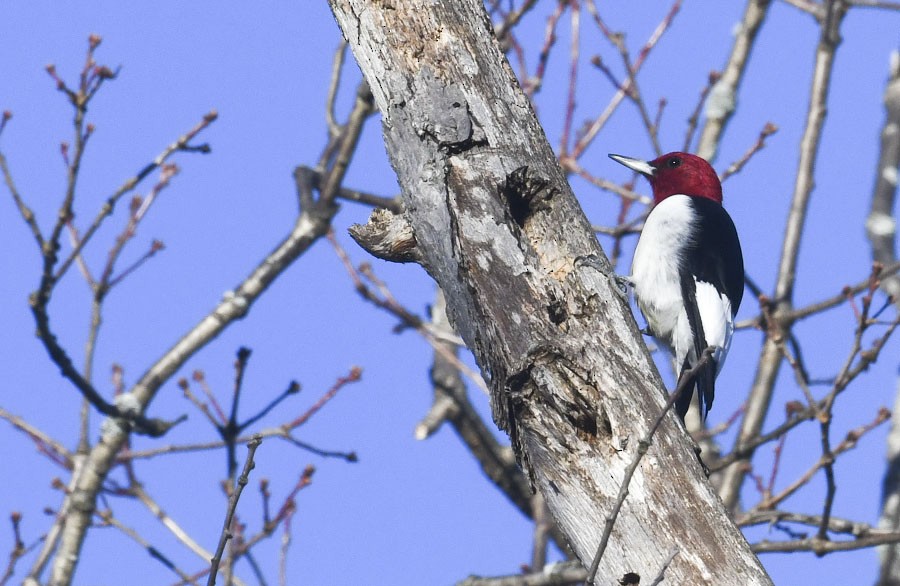 Гіла червоноголова - ML647290059