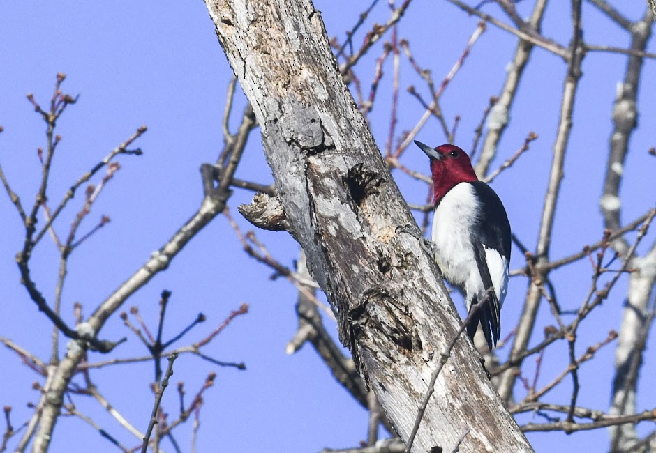 Гіла червоноголова - ML647290060