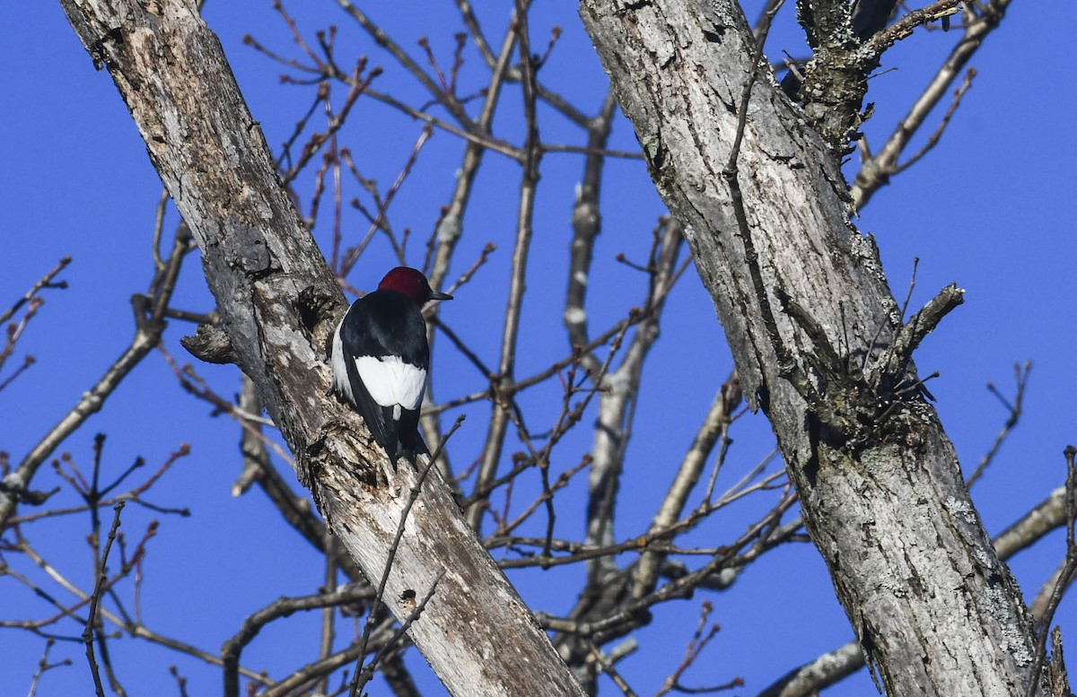 Гіла червоноголова - ML647290061