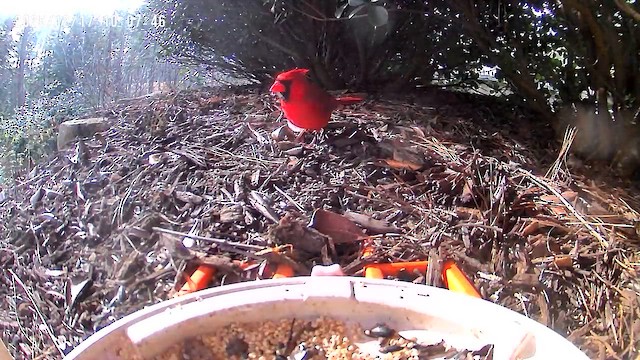 kardinál červený - ML647290065