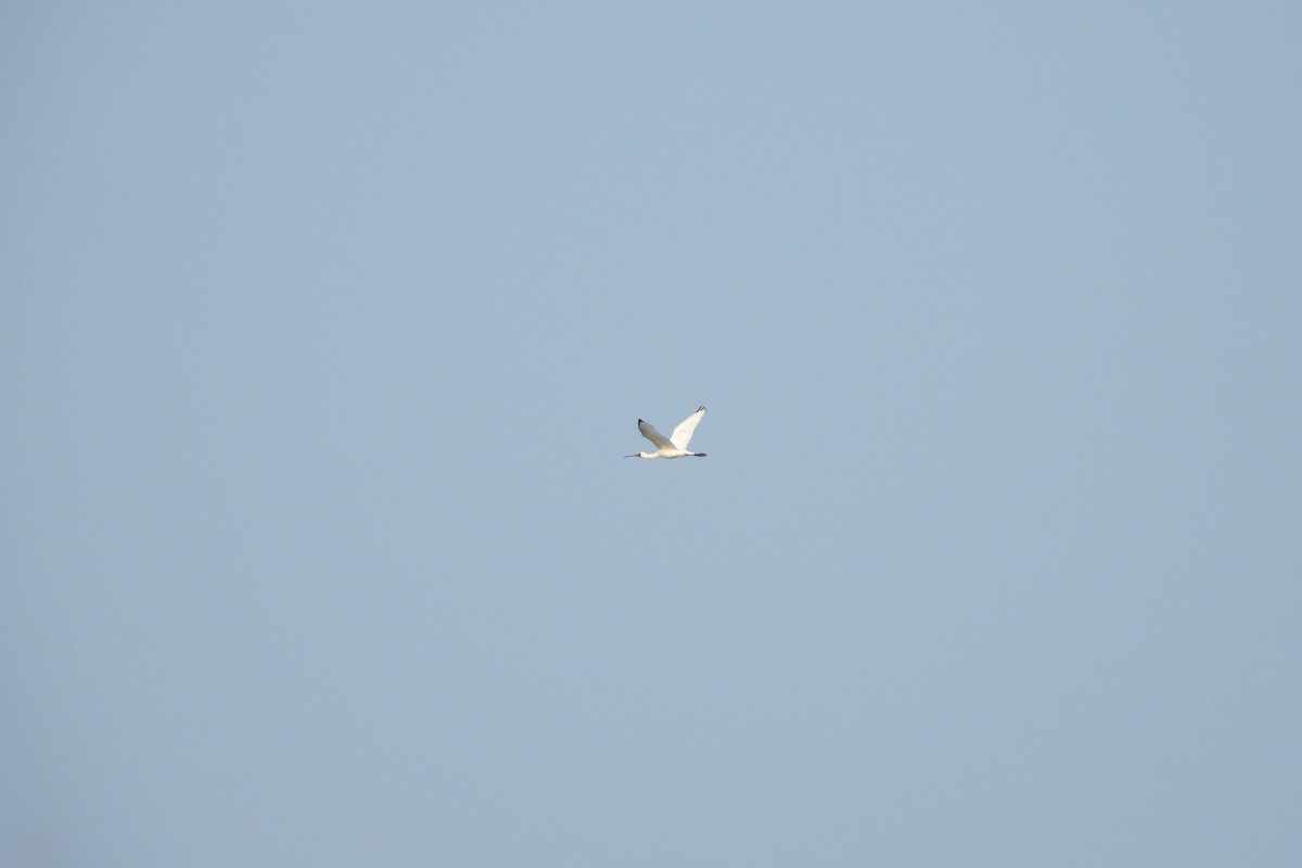 Black-faced Spoonbill - ML647290078