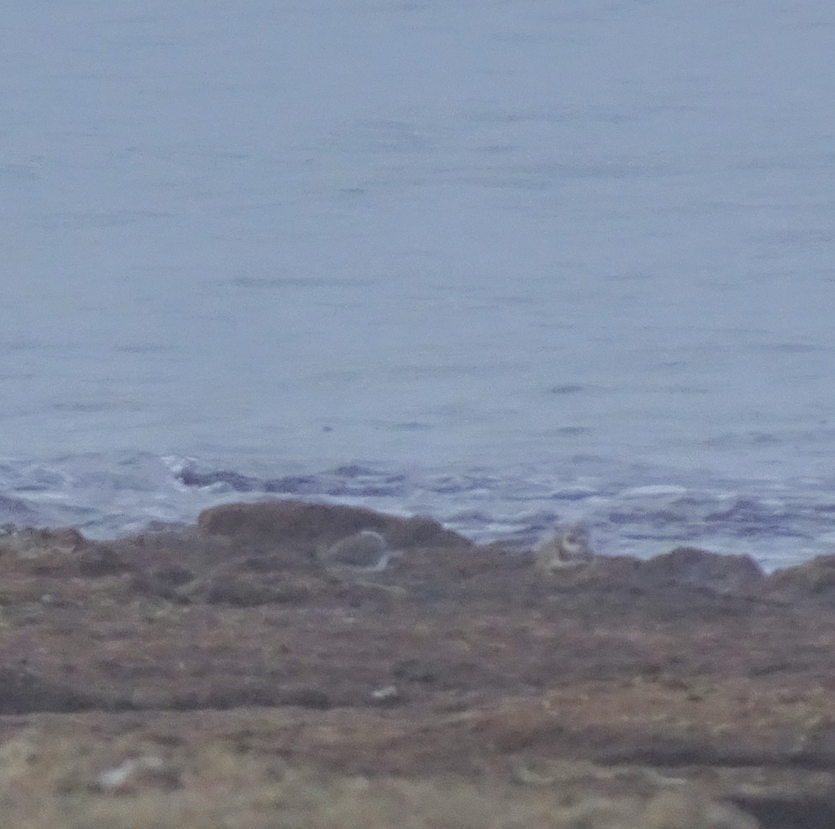 Common Ringed Plover - ML647290082