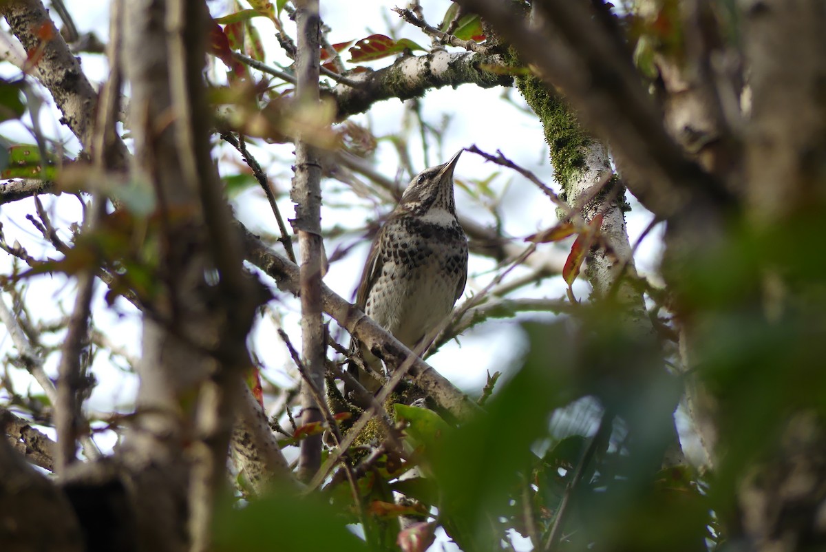 Дрізд темний - ML647290087