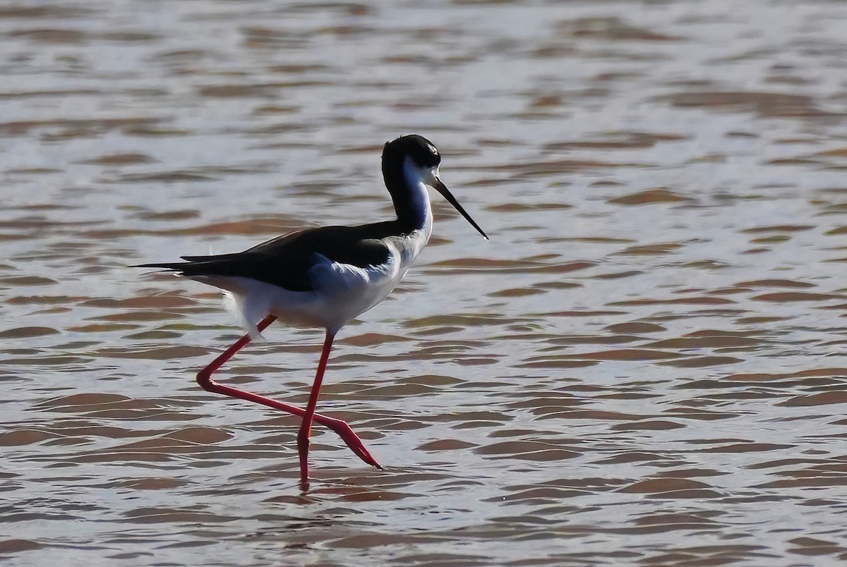 Échasse d'Amérique (knudseni) - ML647290094