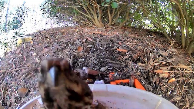 strnadec zpěvný - ML647290096